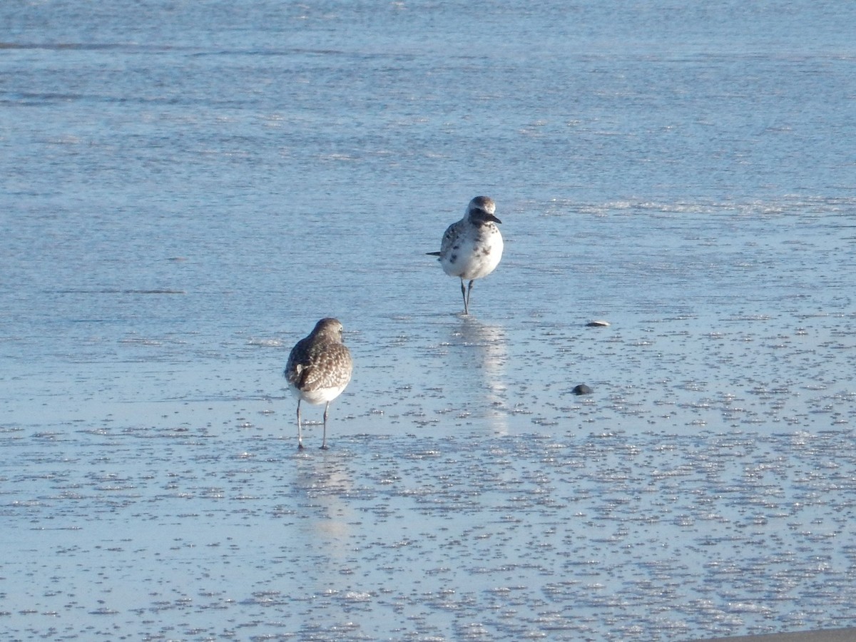Black-bellied Plover - ML654233442