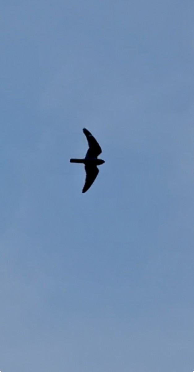 Lesser Nighthawk - ML654234821