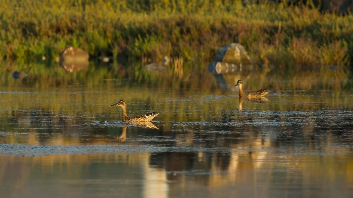 Garganey - ML65423561