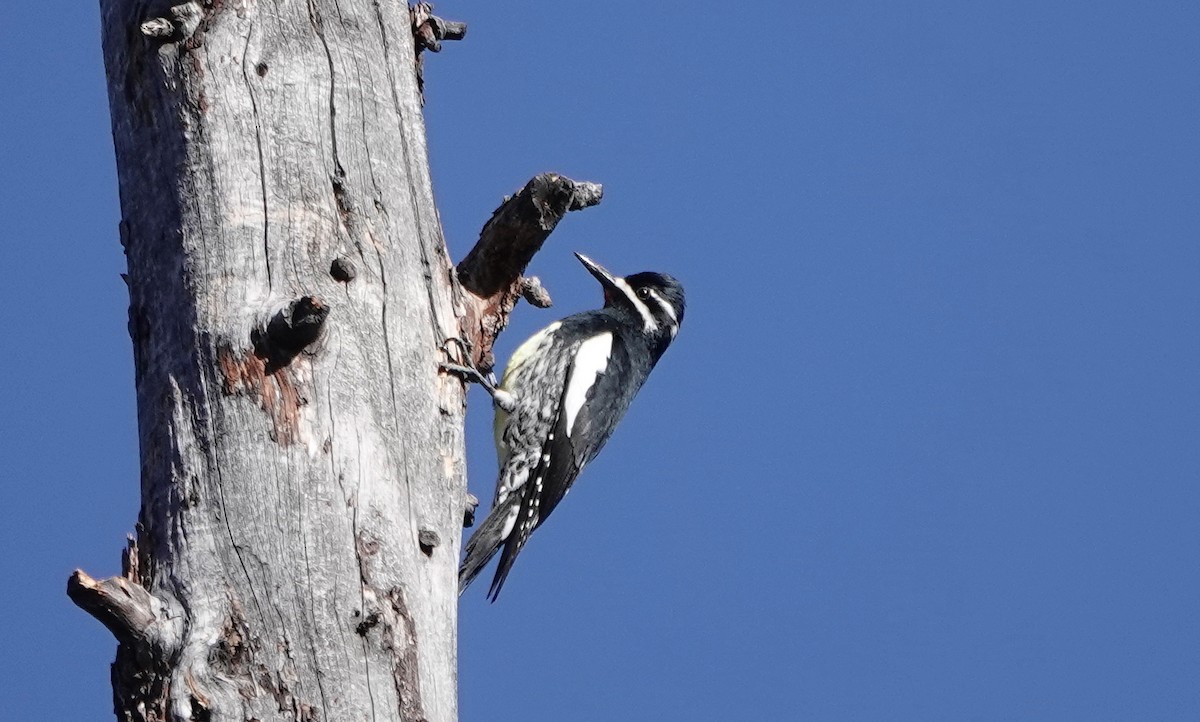 eBird Checklist - 4 Apr 2026 - Craig Mountain WMA--Benton Meadows - 29 ...