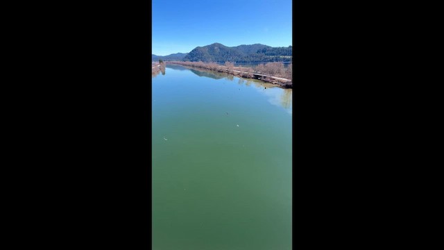 Cliff Swallow - ML654237993