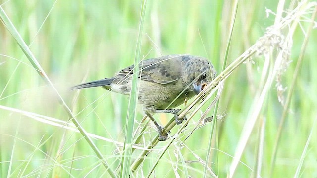 Variable Seedeater - ML654238535