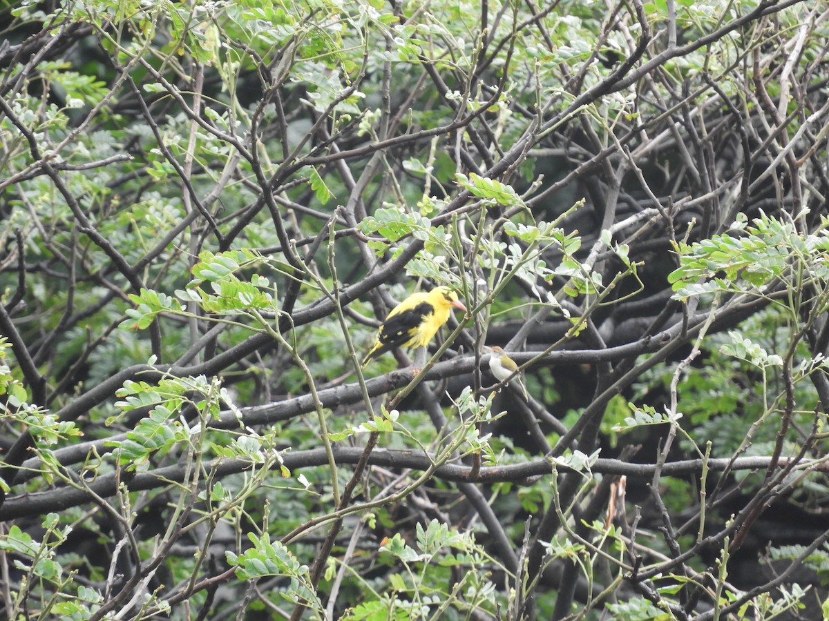 Indian Golden Oriole - Ikshan Ganpathi