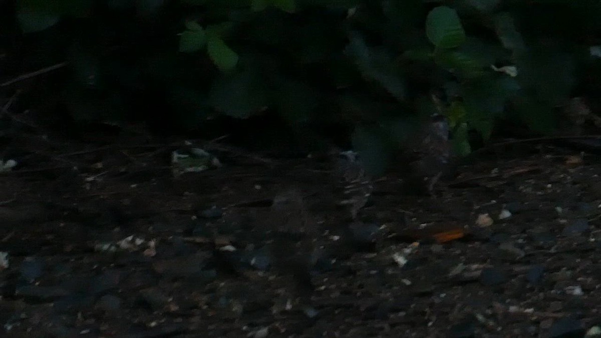 eBird Checklist - 31 Mar 2026 - American River Parkway behind condo ...