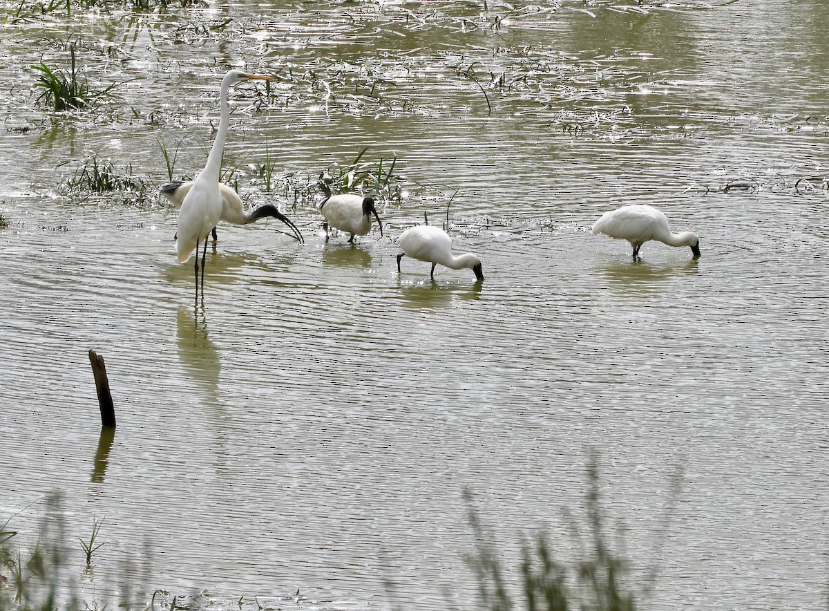 Koartza zuria - ML654240618