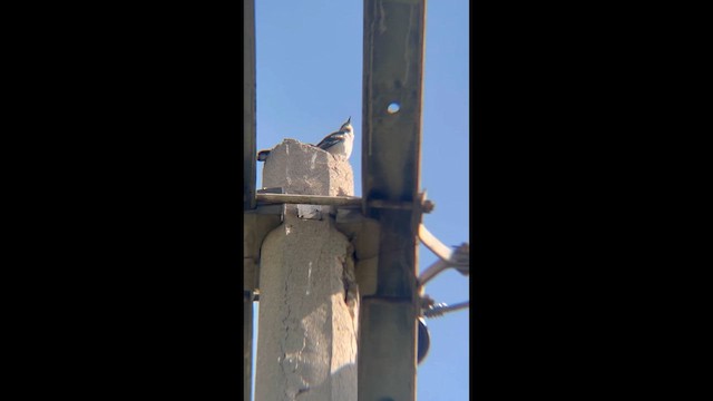 Kuzeyli Taklitçi - ML654240792