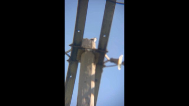 Kuzeyli Taklitçi - ML654240794