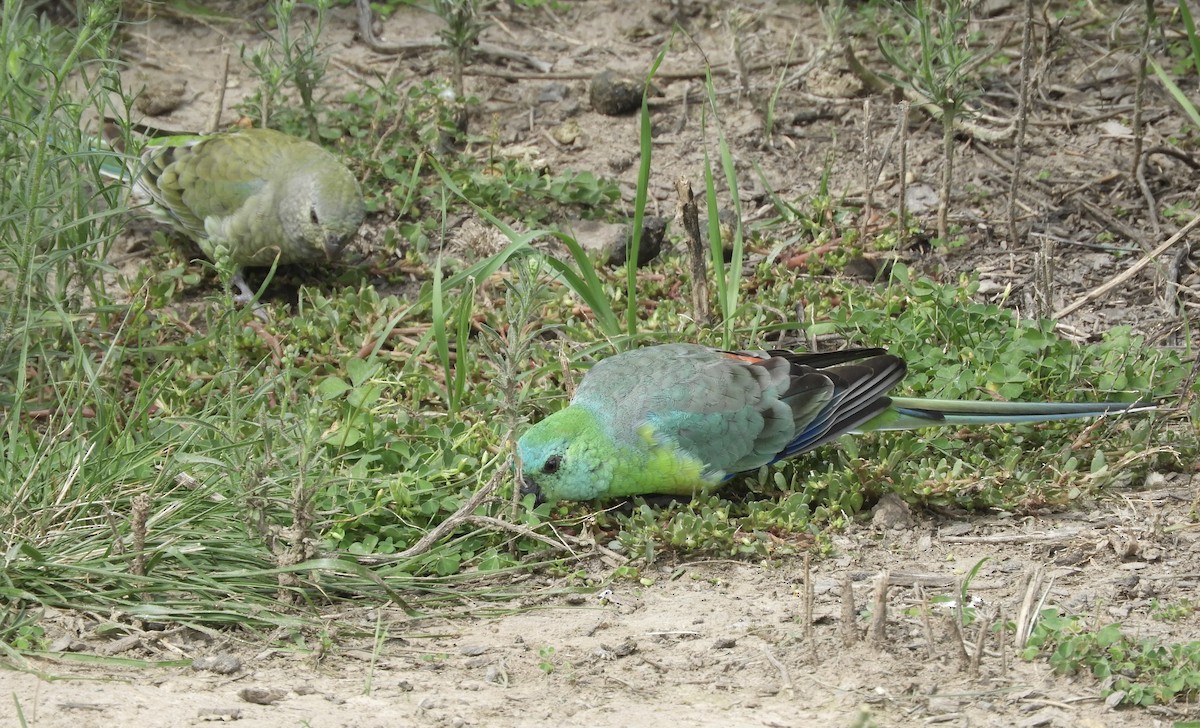 Red-rumped Parrot - ML654240818