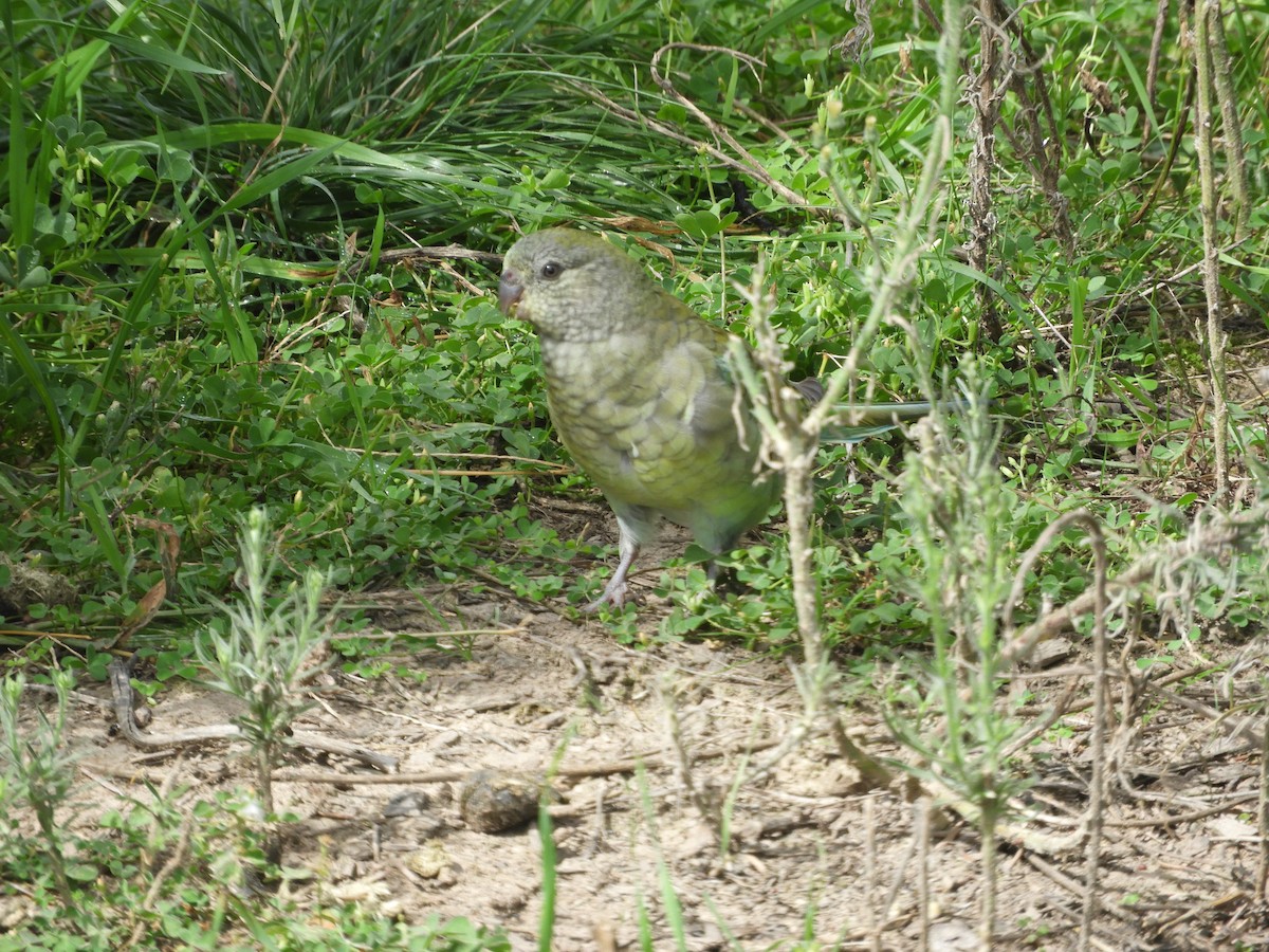 Red-rumped Parrot - ML654240821