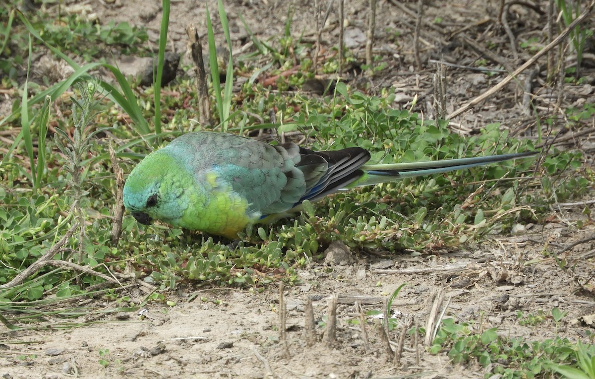 Red-rumped Parrot - ML654240972