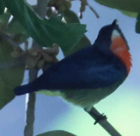 Fire-throated Flowerpecker - ML654241932