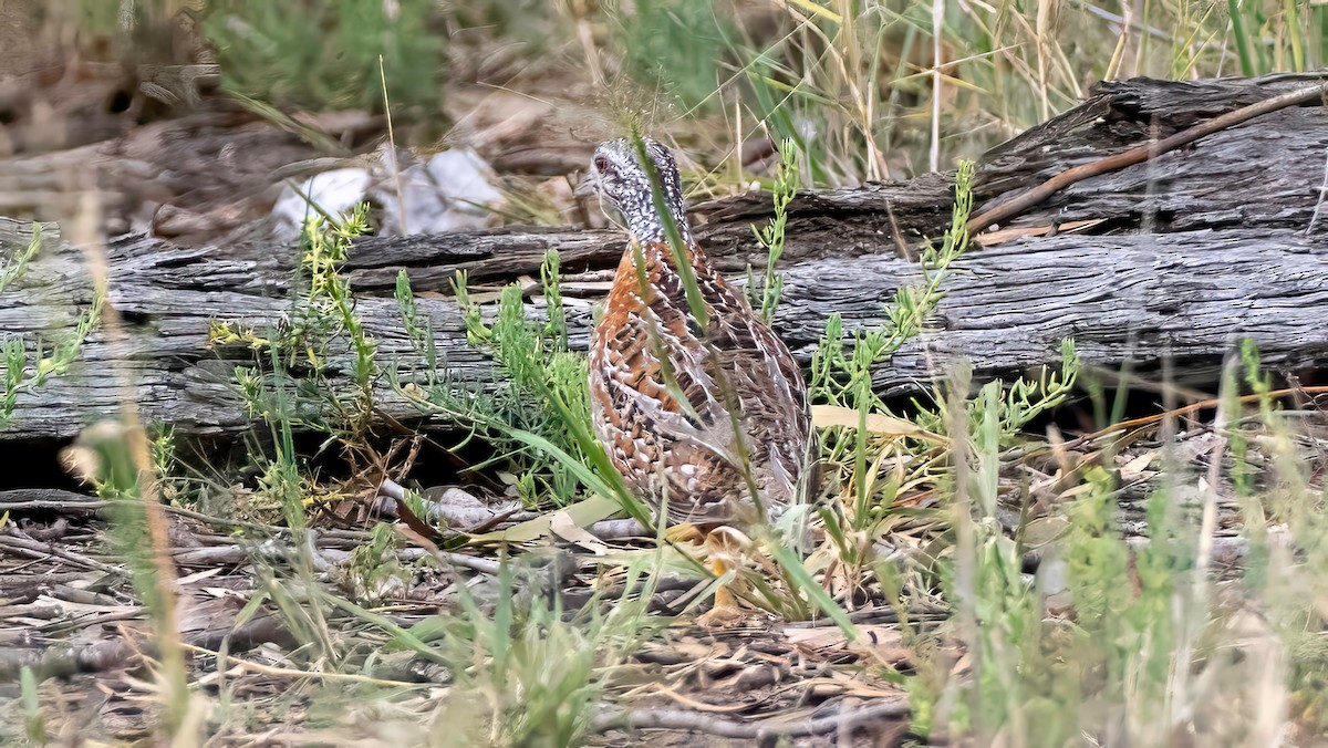 Painted Buttonquail - ML654242021
