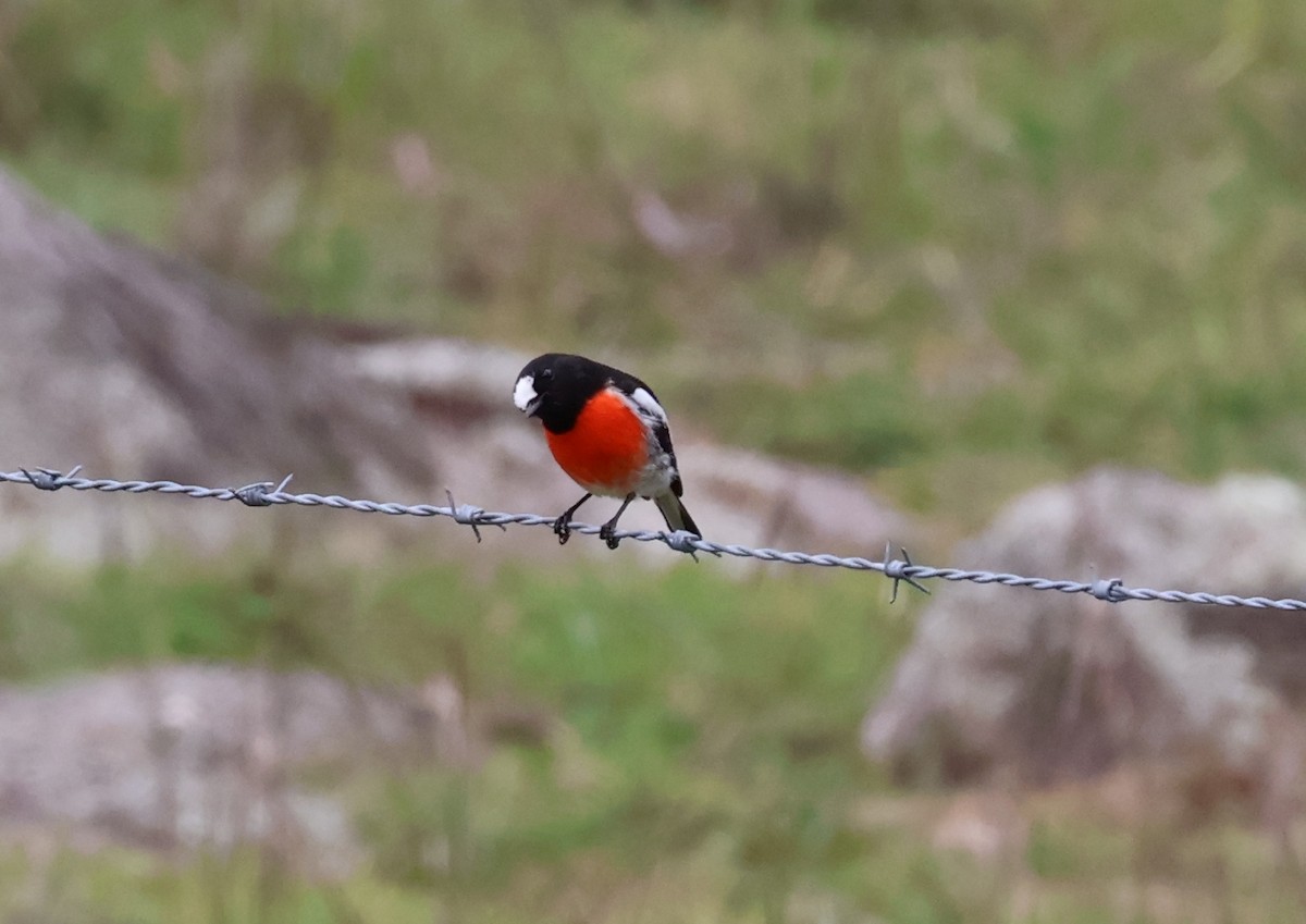 eBird Checklist - 5 Apr 2026 - Naas Road at Apollo Road - 20 species