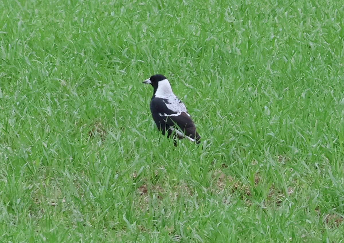 eBird Checklist - 5 Apr 2026 - Apollo Road at -35.5938, 149.0457 - 9 ...