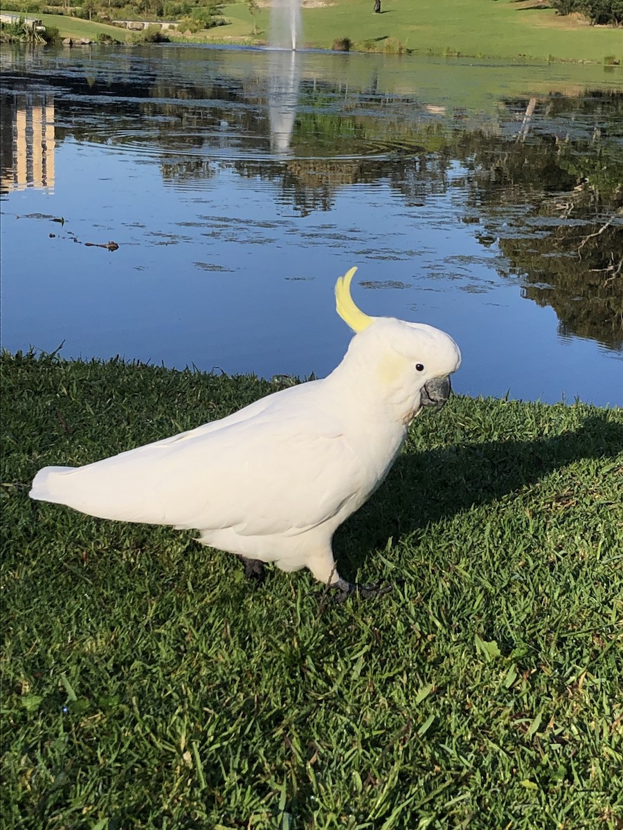 Sulphur-crested Cockatoo - ML654242585