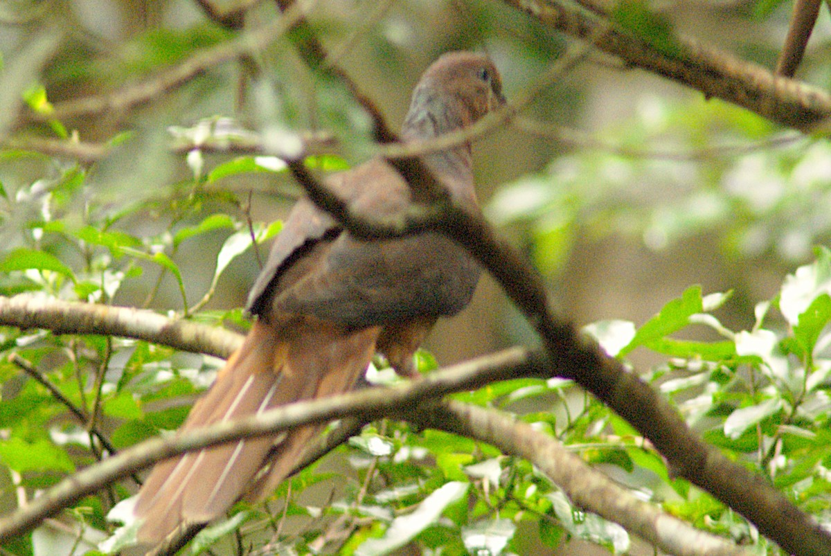 Brown Cuckoo-Dove - ML654243655