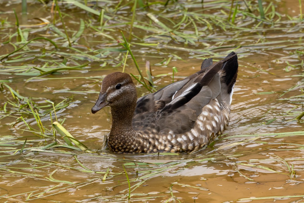 Ahate kalparduna - ML654244482