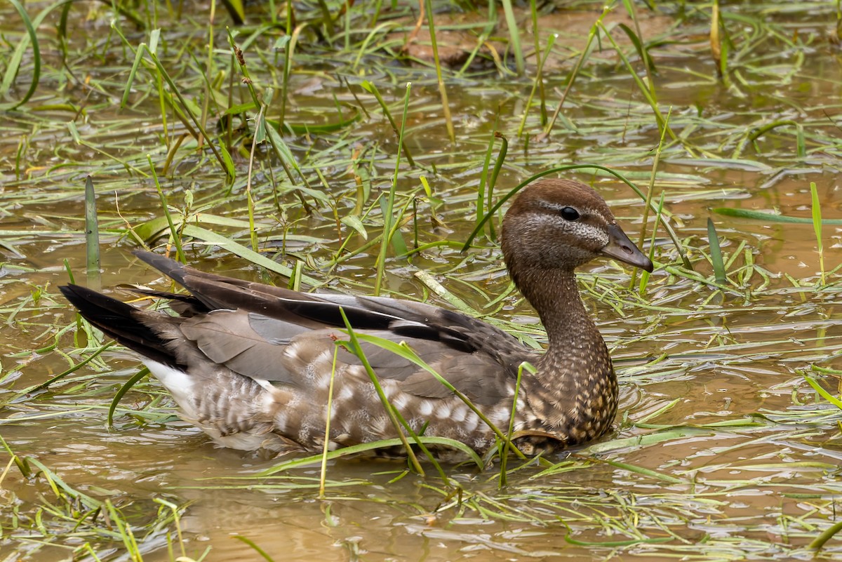 Ahate kalparduna - ML654244483