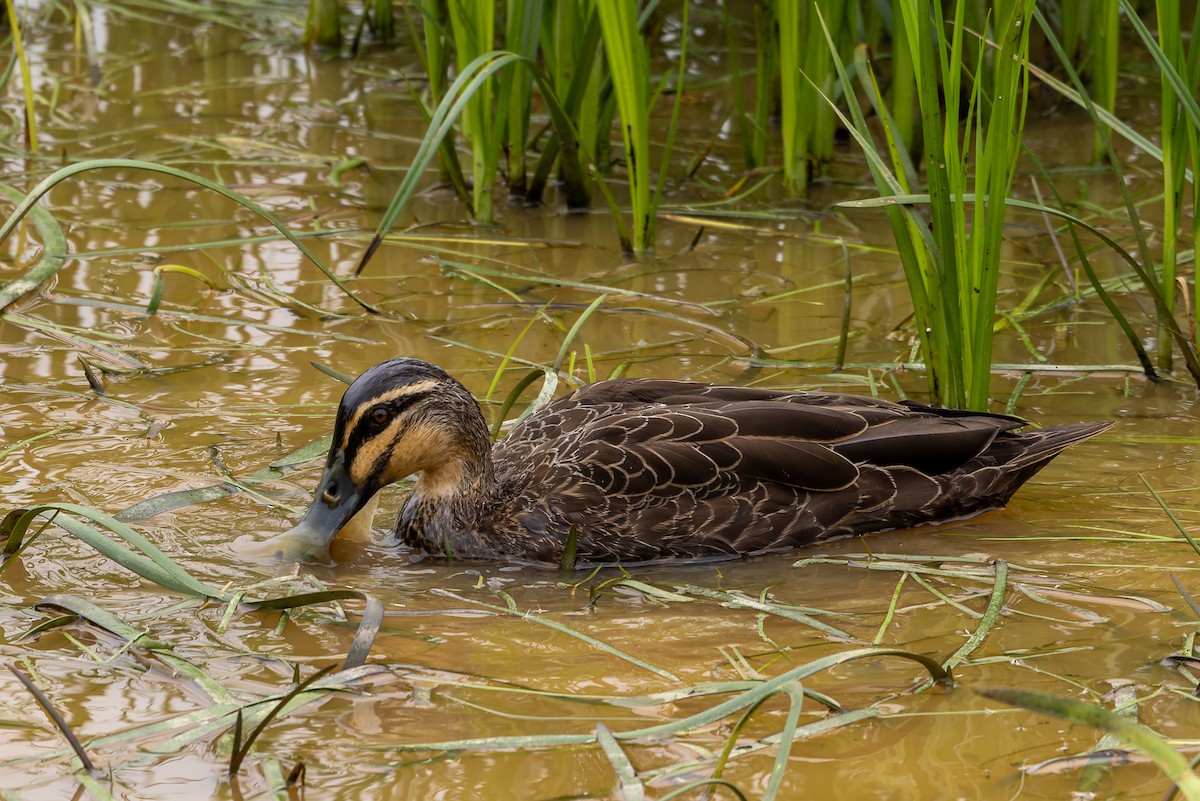 Ahate bekainduna - ML654244484