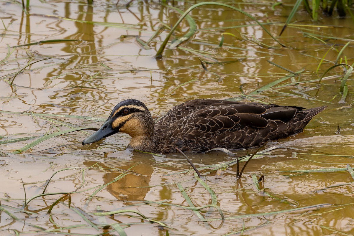 Ahate bekainduna - ML654244485