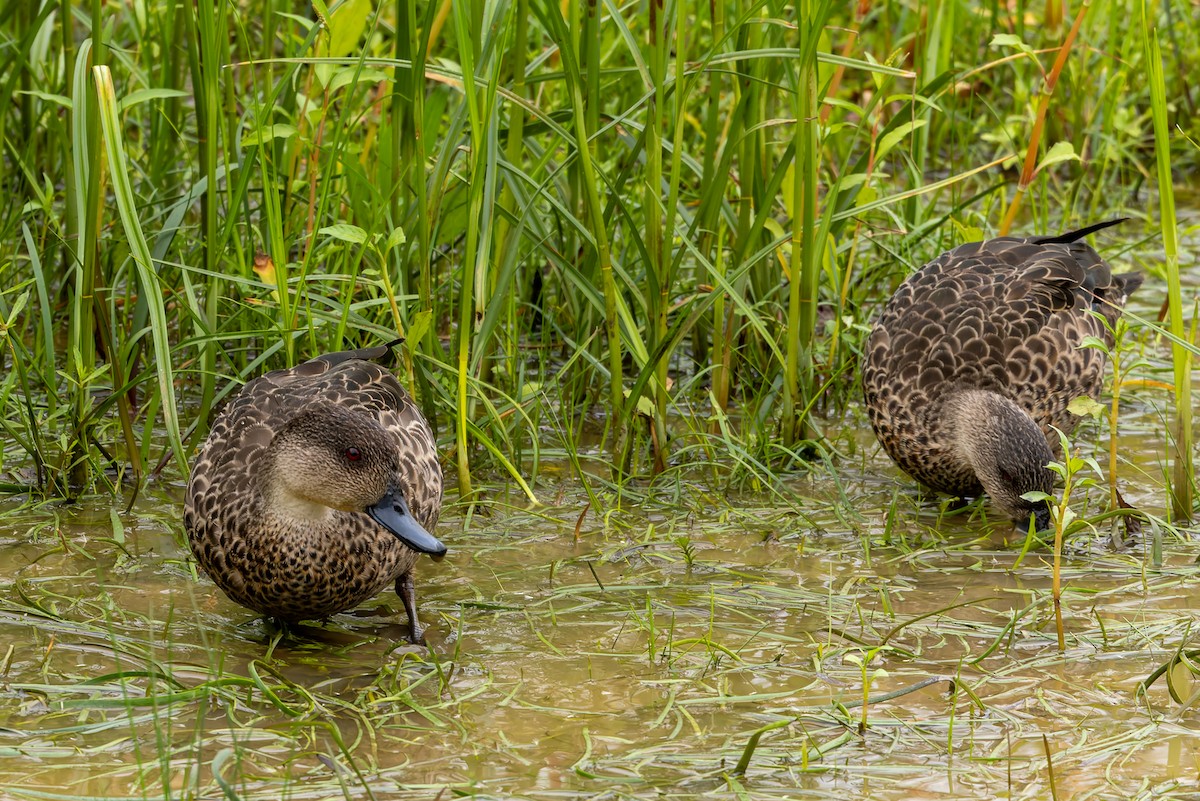 Zertzeta grisa - ML654244486