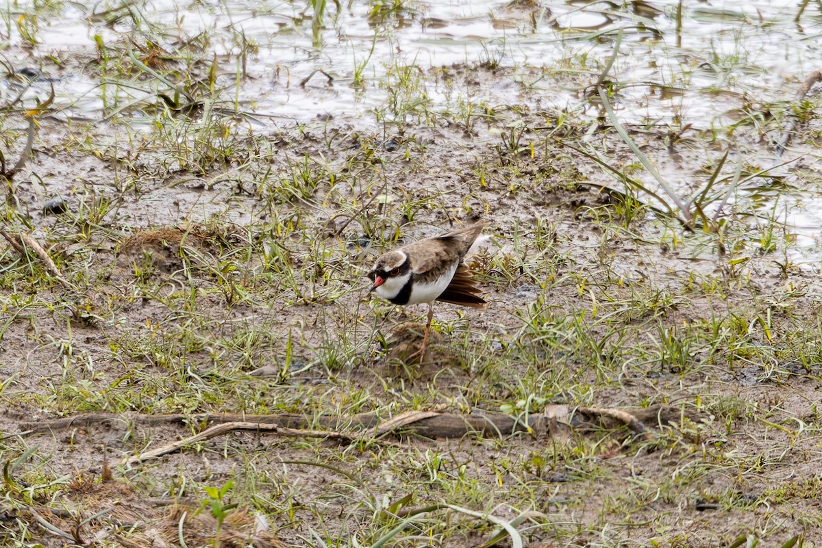 Txirritxo kopetabeltza - ML654244490