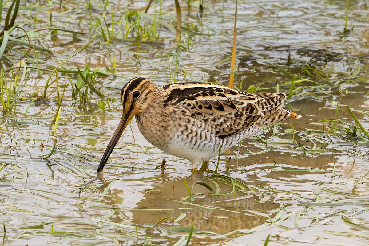 Latham's Snipe - ML654244493