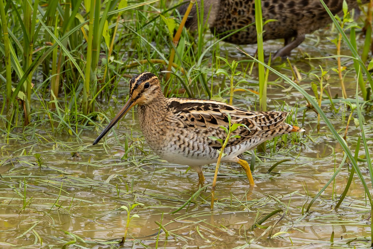 Latham's Snipe - ML654244494