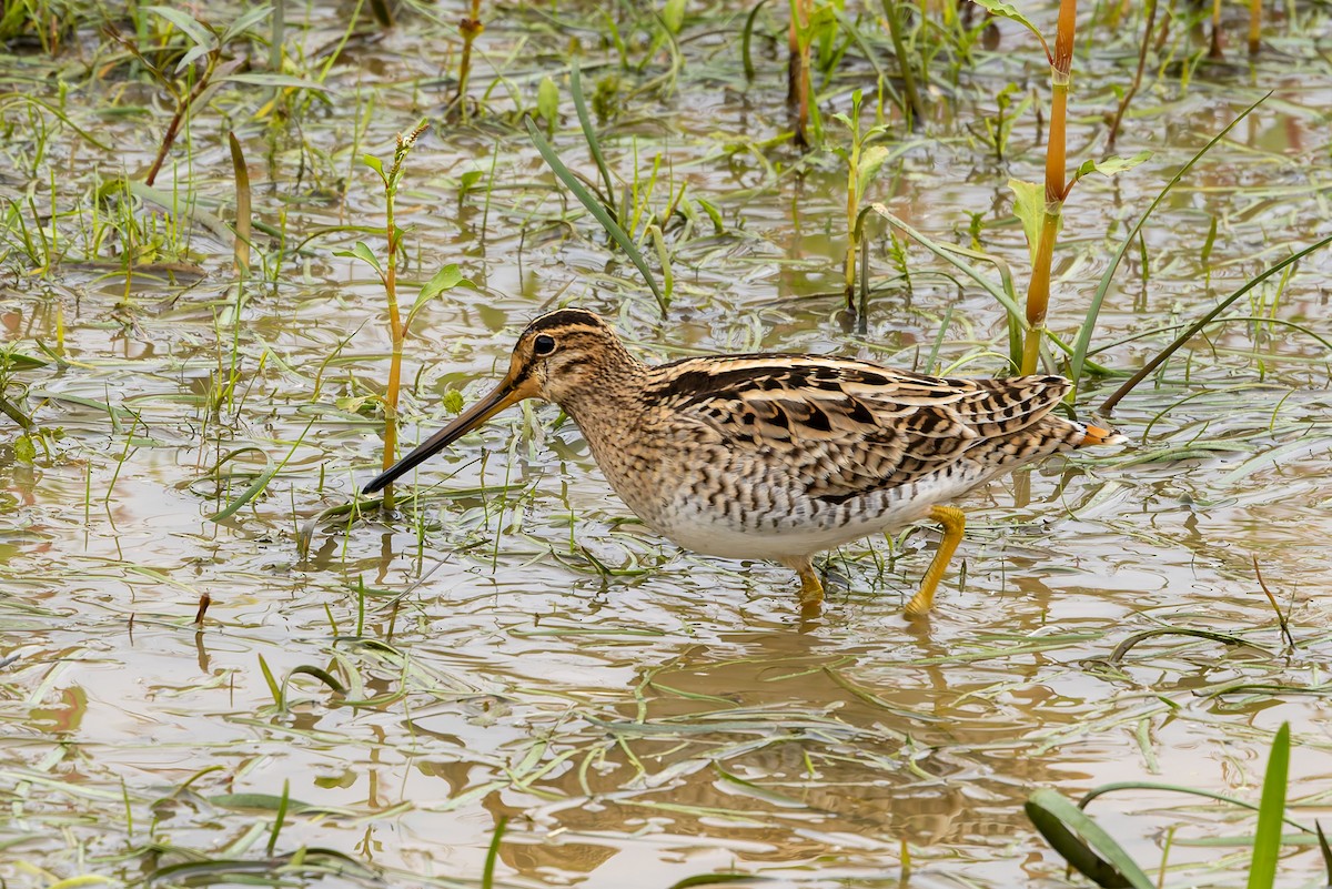 Latham's Snipe - ML654244495