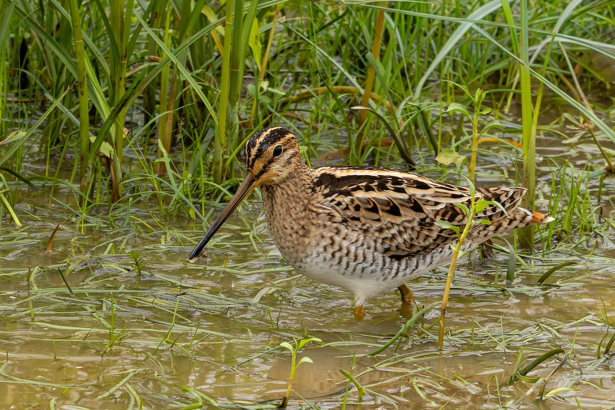 Latham's Snipe - ML654244496