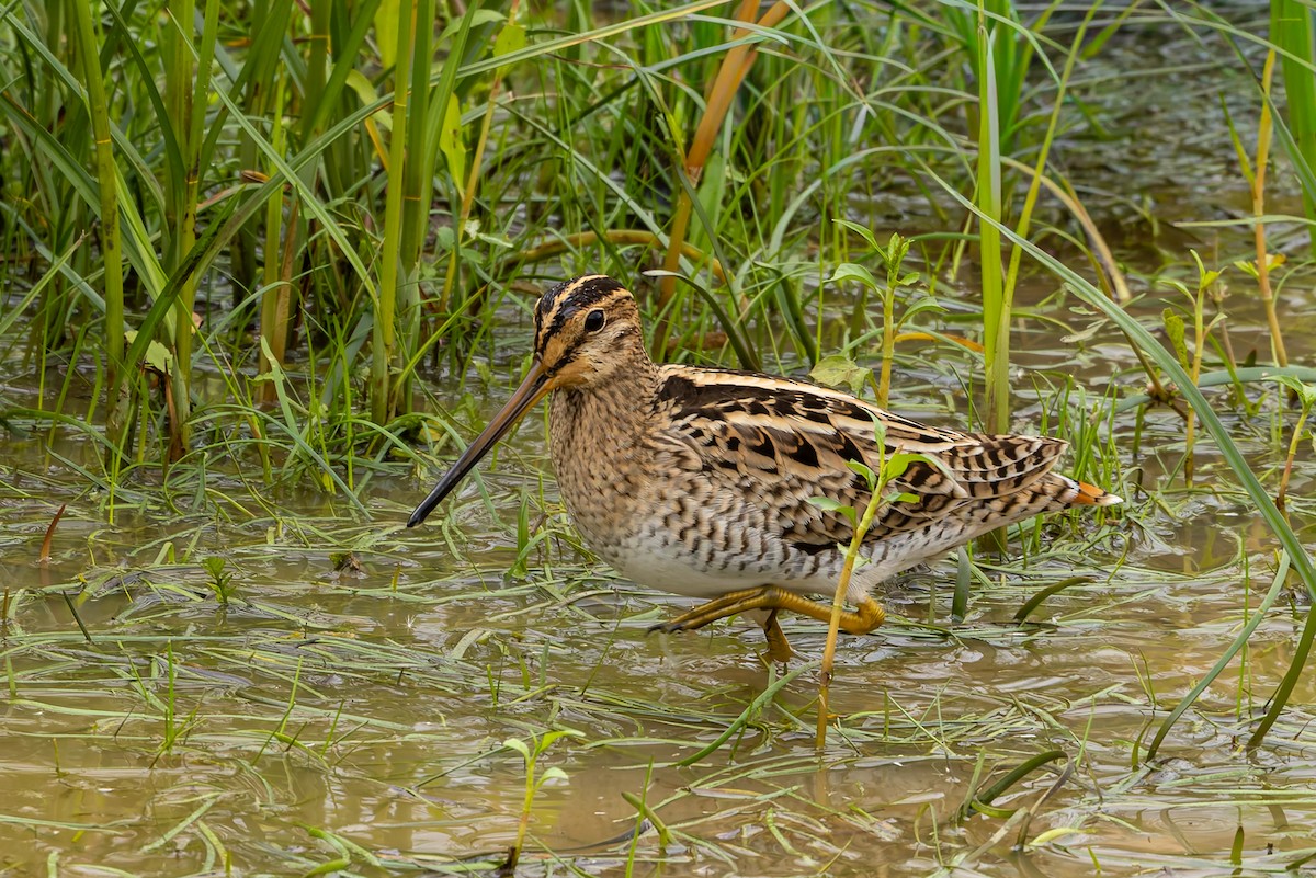 Latham's Snipe - ML654244497