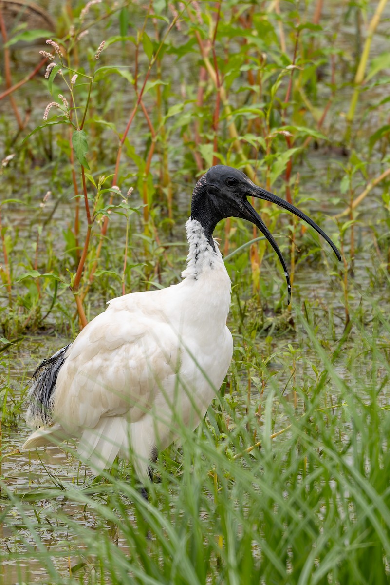 Australian Ibis - ML654244500