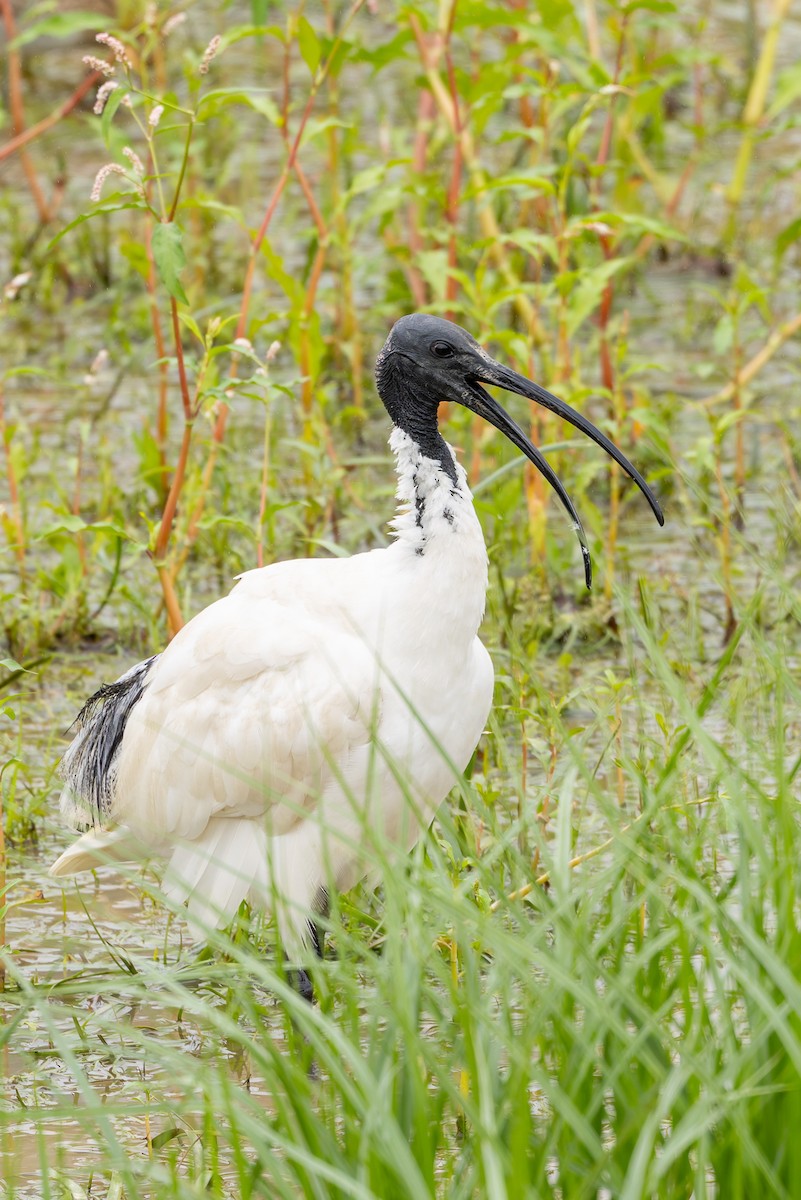 Australian Ibis - ML654244501