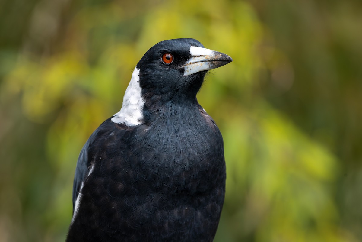 Australian Magpie (Black-backed) - ML654244505