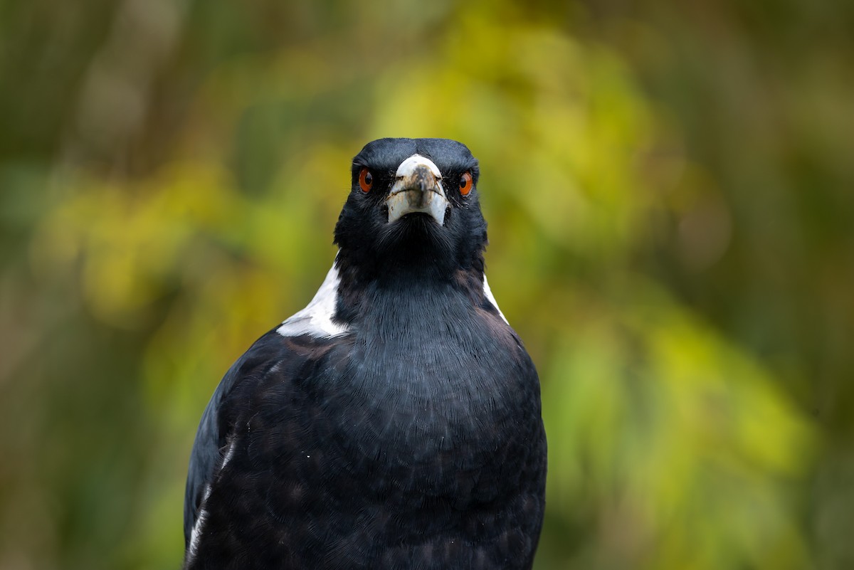 Australian Magpie (Black-backed) - ML654244506