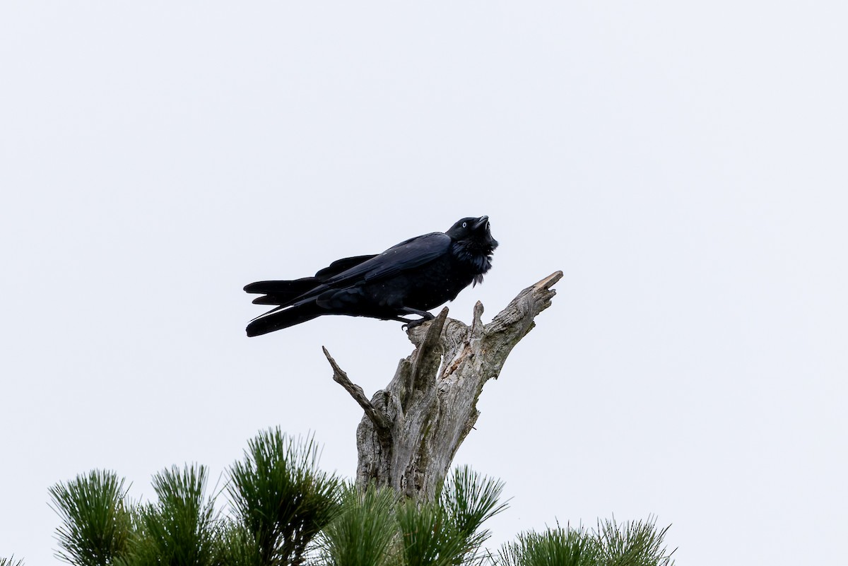 Little Raven - ML654244510