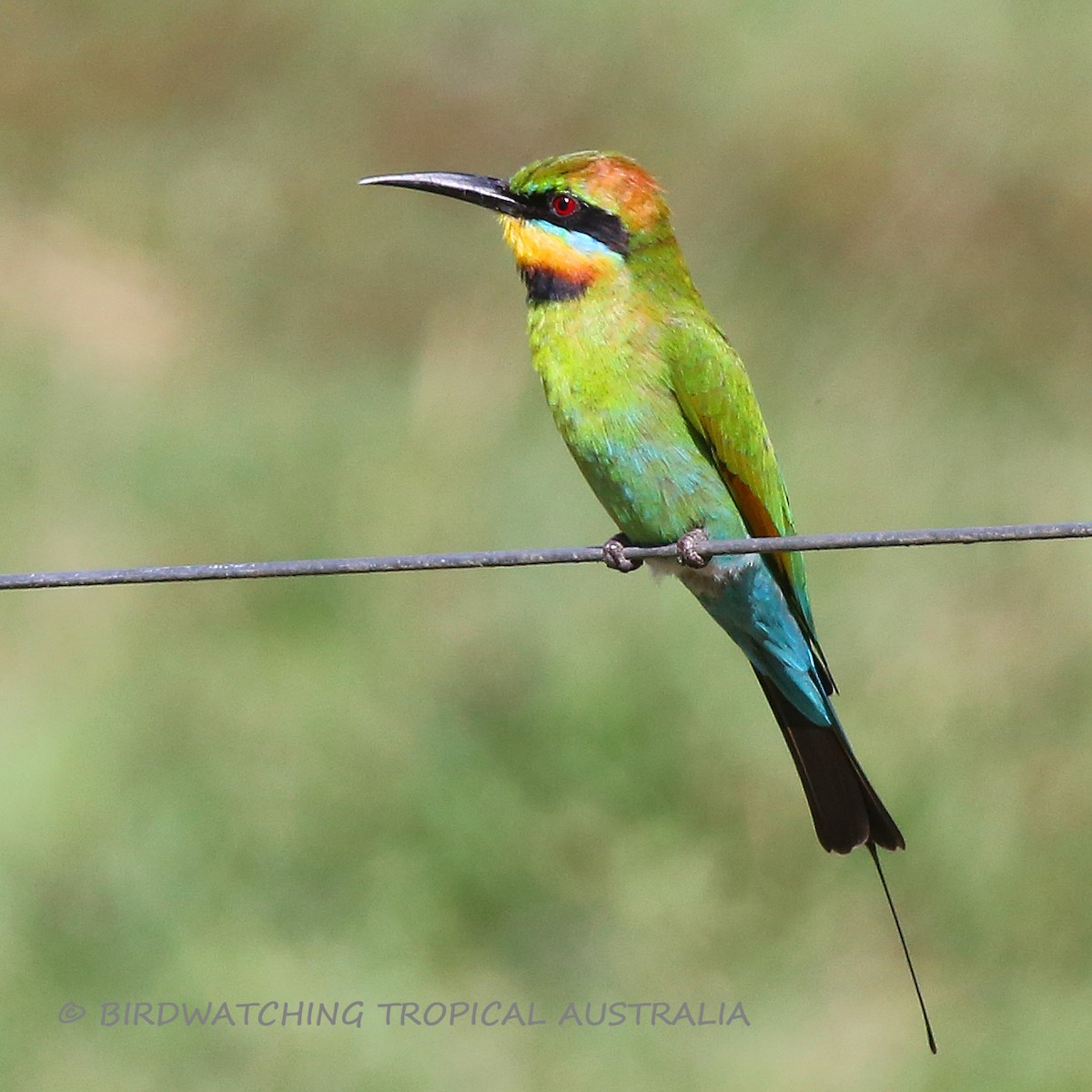 Rainbow Bee-eater - ML65424491