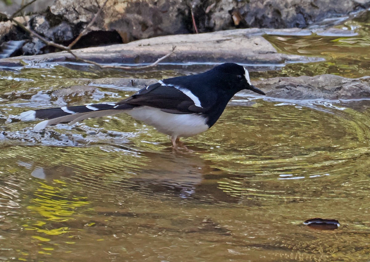 White-crowned Forktail (Northern) - ML654245426