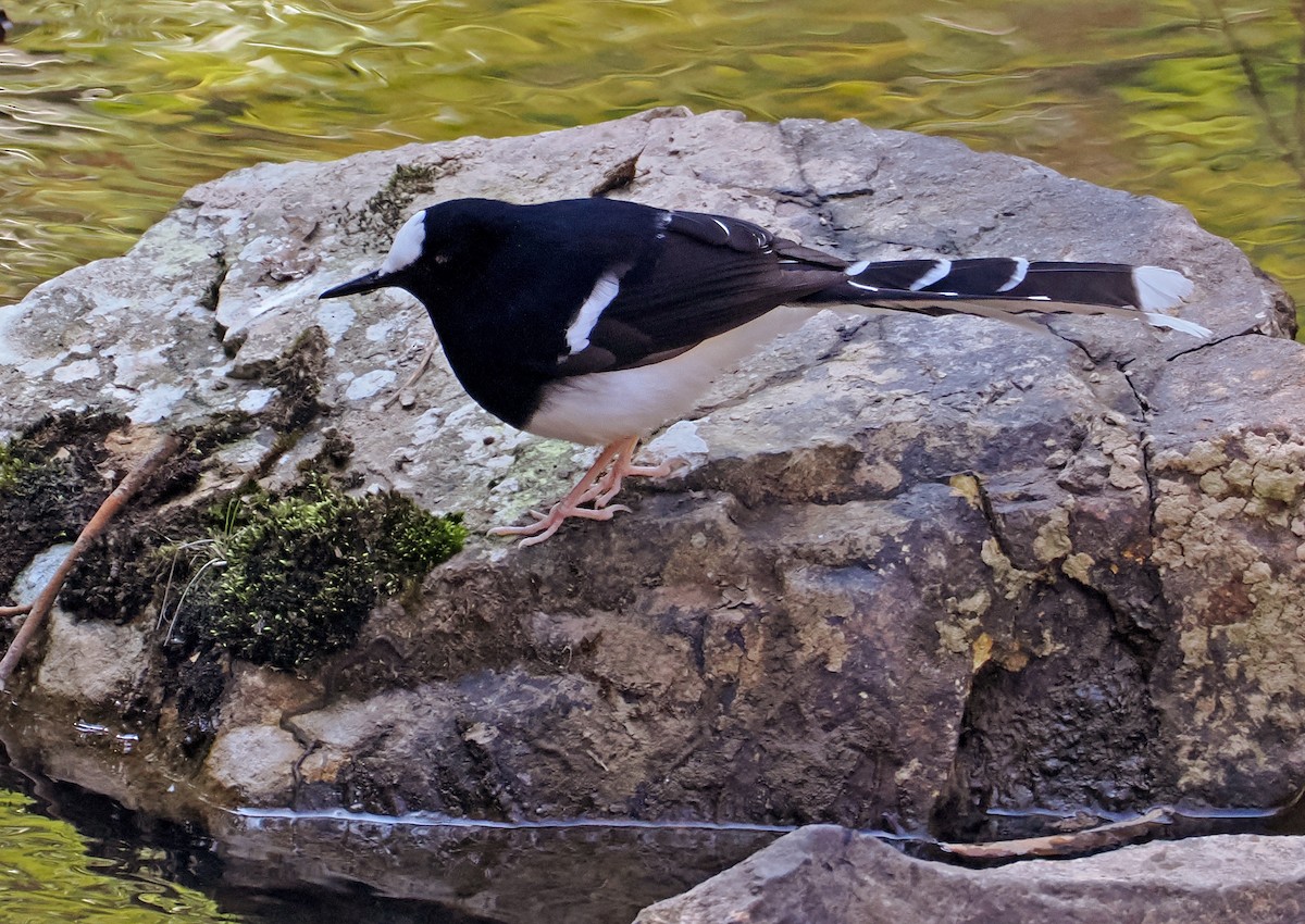 White-crowned Forktail (Northern) - ML654245427