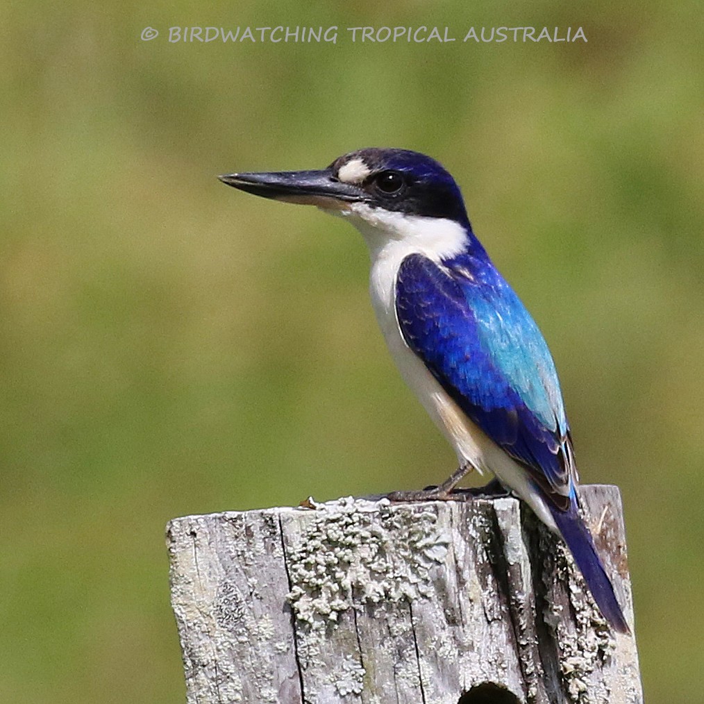 Forest Kingfisher - ML65424641