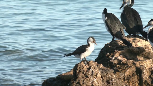 Little Pied Cormorant - ML654249169