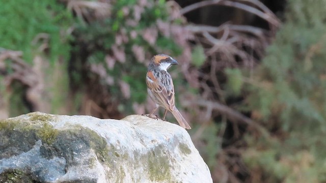 Socotra Sparrow - ML654250390