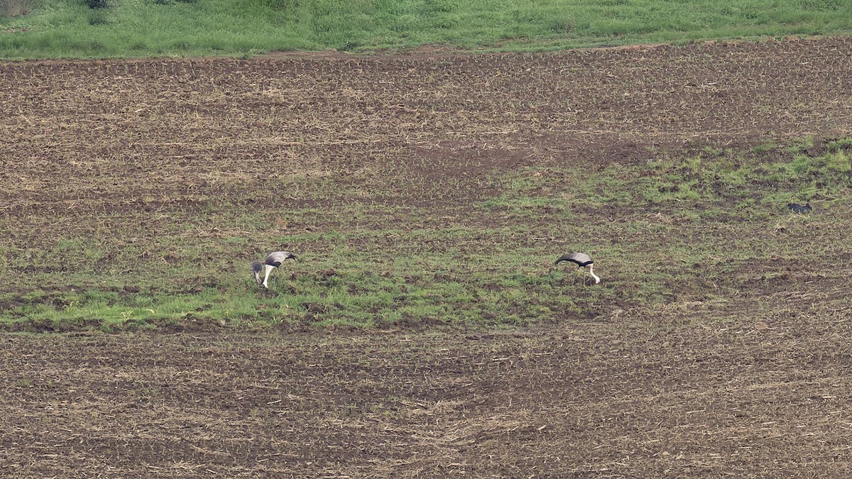 Grulla Carunculada - ML654251092