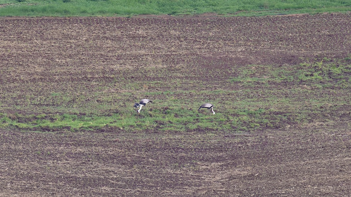 Grulla Carunculada - ML654251093