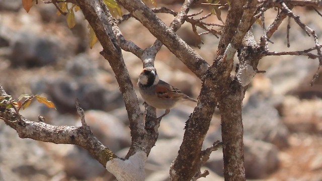 Socotra Sparrow - ML654251426