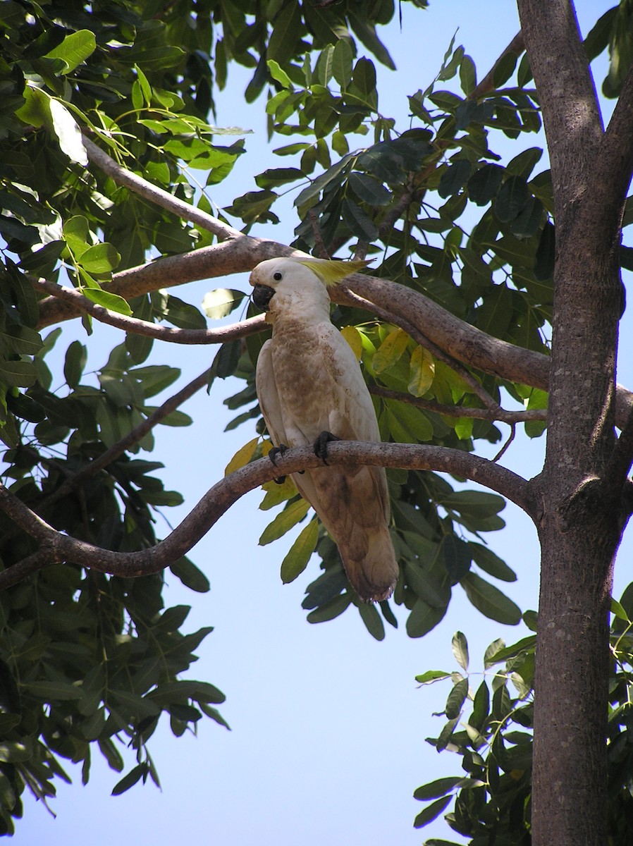 Sulphur-crested Cockatoo - ML654251810