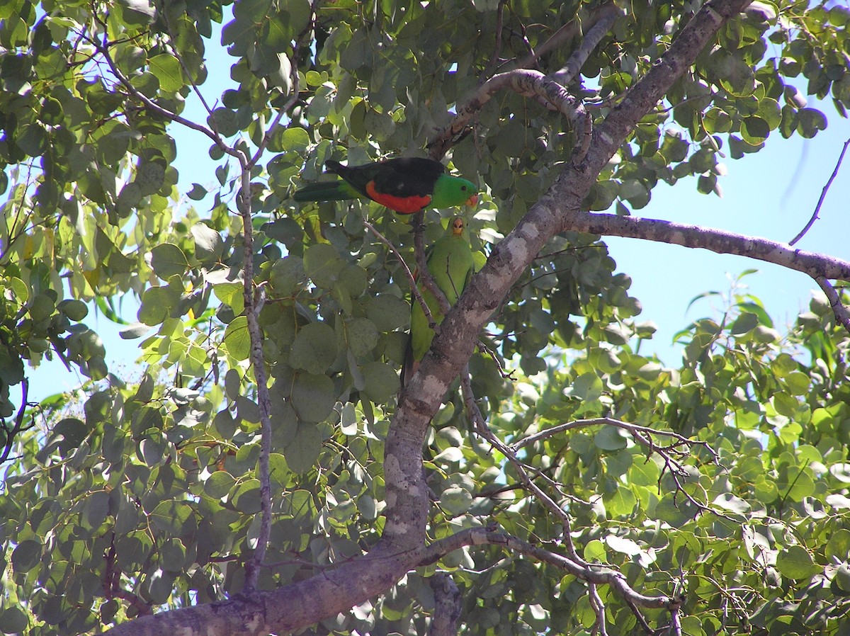 Red-winged Parrot - ML654251813