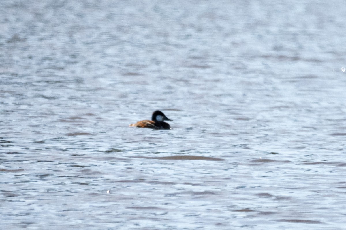 Ruddy Duck - ML654252281