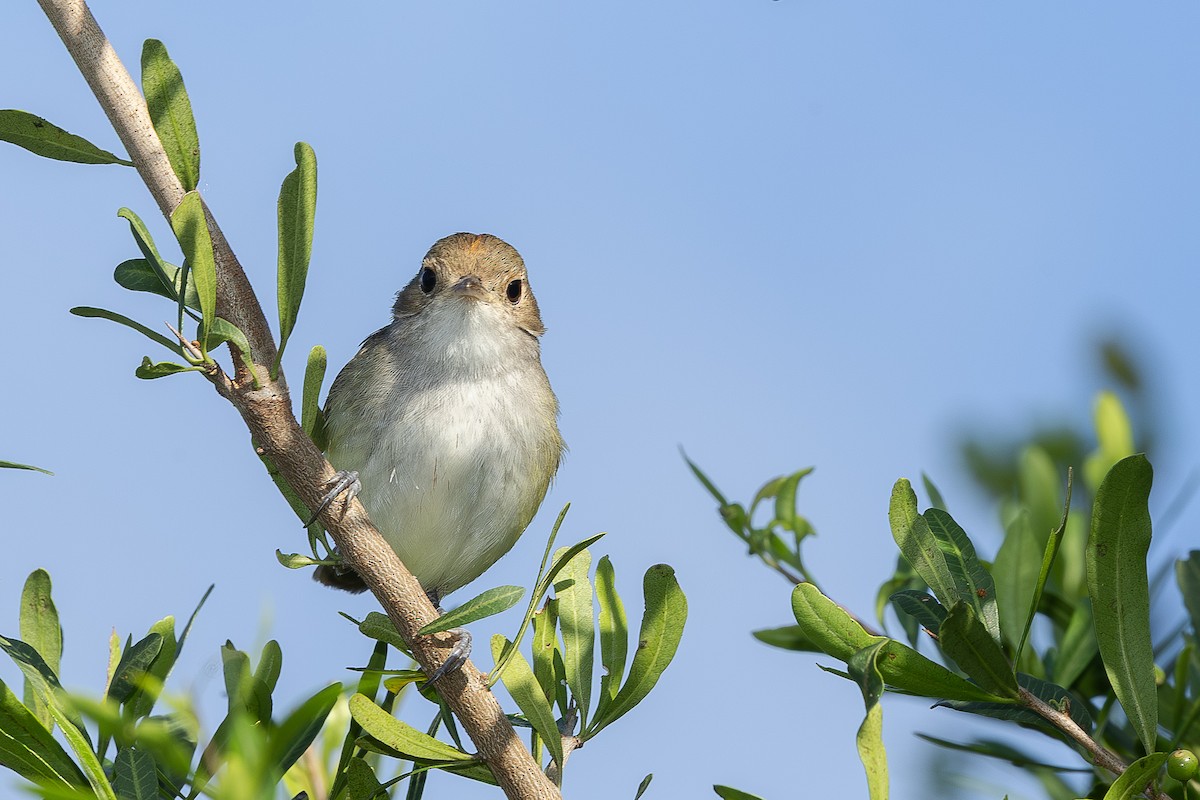 Fulvous-crowned Scrub-Tyrant - ML654252577