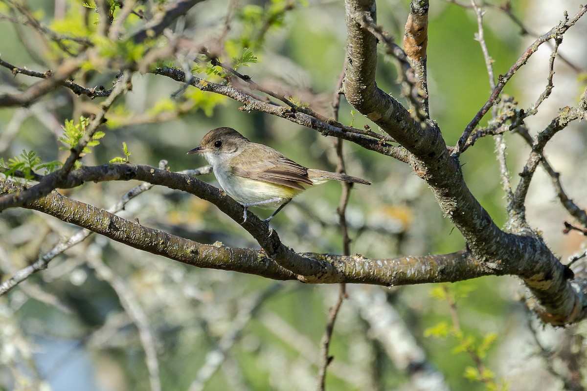 Fulvous-crowned Scrub-Tyrant - ML654252578